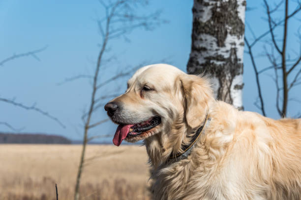 Happy golden retriever in a sunny summer field with trees and blue sky.