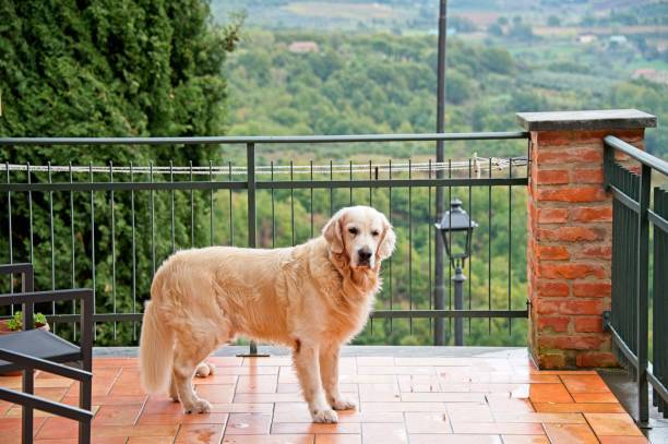 Golden retriever enjoying scenic countryside view on patio with terracotta tiles.