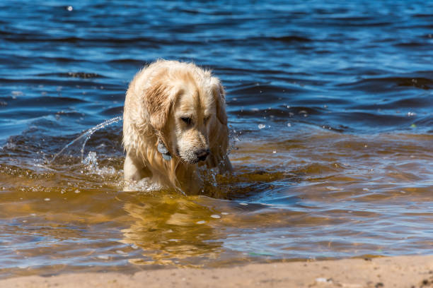 Golden retriever enjoying playful swim and water splash on lakeshore during summer day.