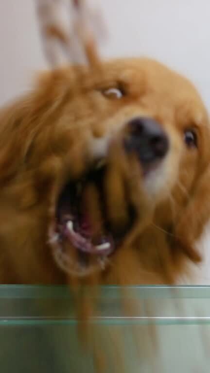 Happy golden retriever playing and enjoying a fun, energetic moment outdoors.