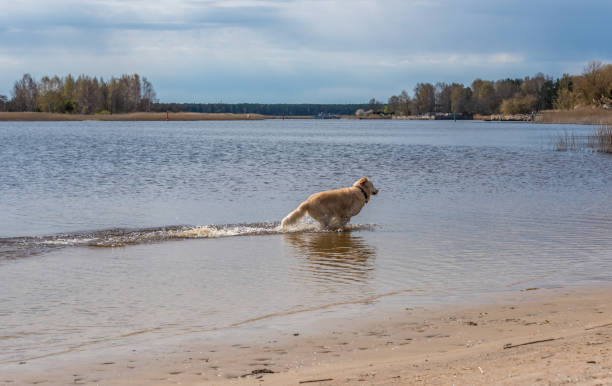 Happy golden retriever splashing in a scenic river with nature and autumn trees in the background.