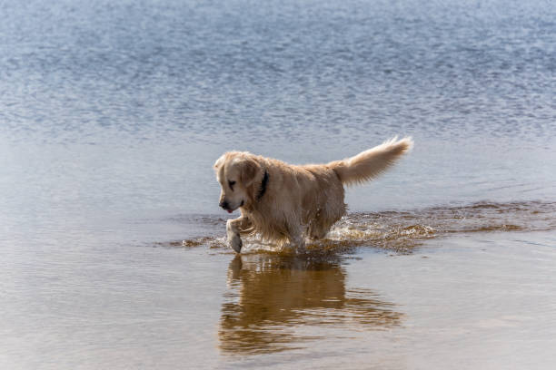 Golden retriever playing joyfully in shallow lake water with scenic natural background.