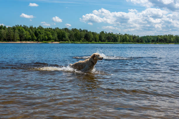 Golden retriever swimming in tranquil lake on a sunny summer day.