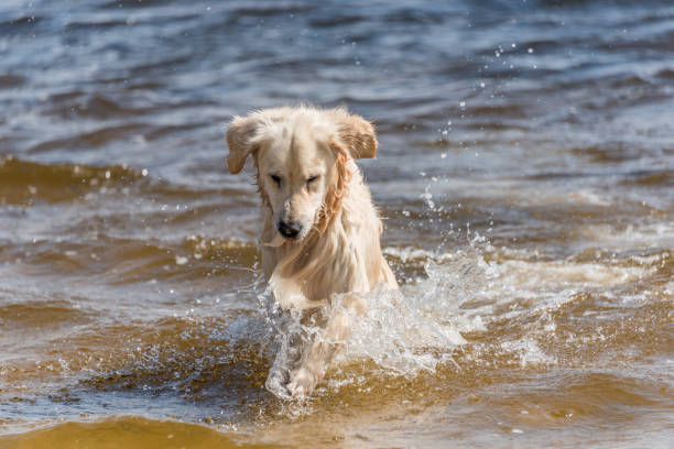 Golden retriever splashing in water on sunny outdoor day, showcasing playfulness and canine joy.