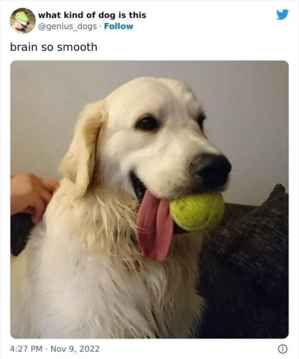 Happy golden retriever with tennis ball in mouth, playing indoors with owner.