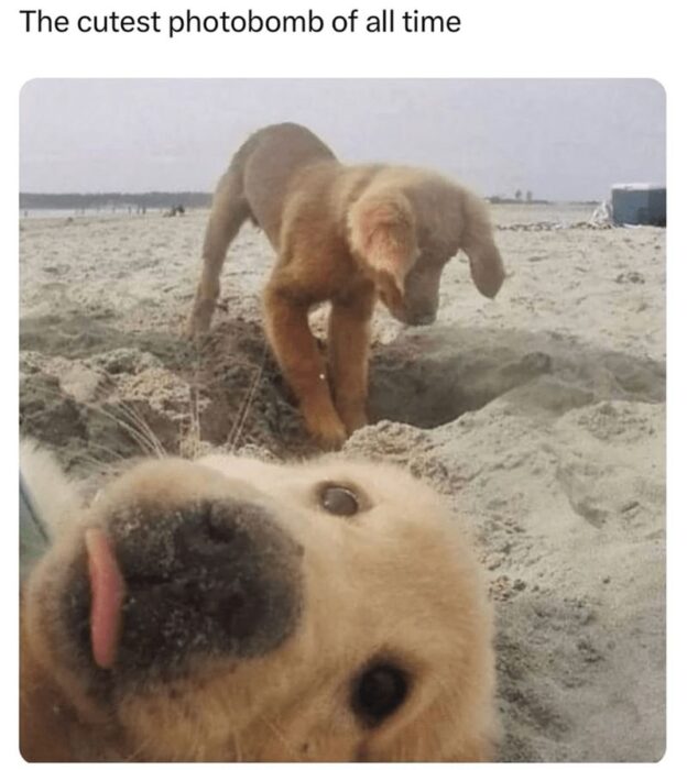 Adorable golden retriever puppies playing on the beach with sand and ocean in the background.