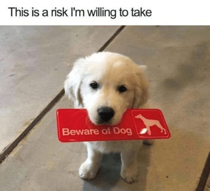 Adorable golden retriever puppy holding a Beware of Dog sign, cute and humorous canine warning.