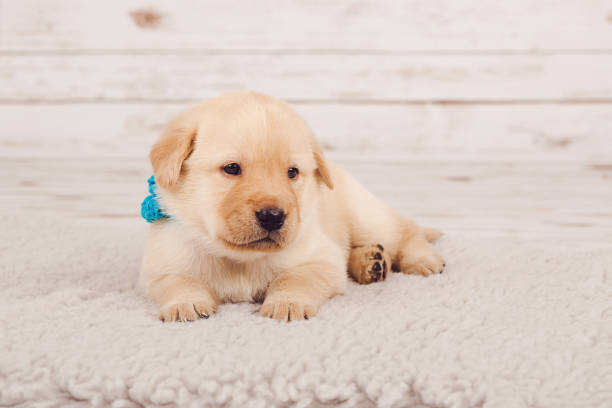 Adorable golden retriever puppy resting on cozy blanket with turquoise collar and soulful, curious eyes.