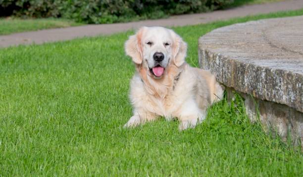Relaxed golden retriever lying on green grass in peaceful park with stone features and garden.