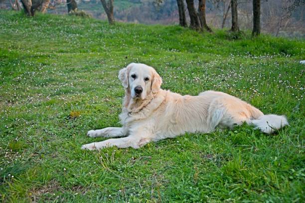 Golden retriever relaxing in lush green field with white flowers and scenic countryside background.
