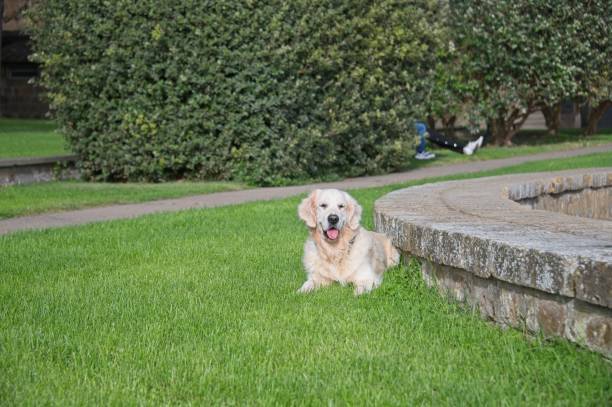 Golden retriever relaxing on lush grass in a sunny park with stone seating and blurred background.