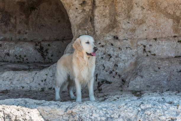 Golden Retriever relaxing on rocky outdoor surface in natural, earthy setting with sunlight.