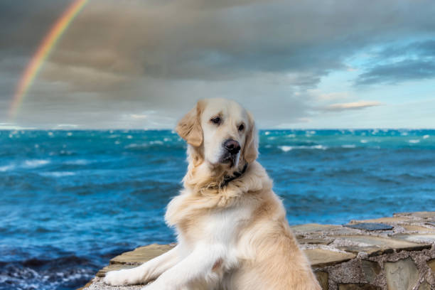 Golden retriever sitting on stone wall by ocean with vibrant rainbow and calm waves.