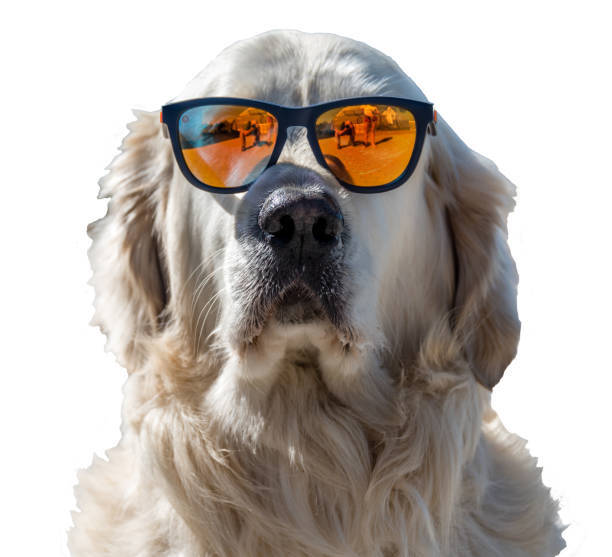 Happy golden retriever wearing stylish sunglasses on a bright, sunny day.