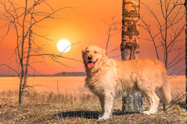 Golden retriever watching sunset in a peaceful, nature-filled landscape with golden grass and birch trees.