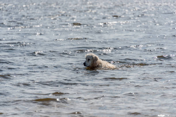 Happy golden retriever swimming in sparkling lake on sunny day.