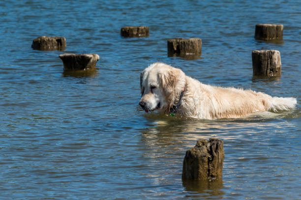 Golden retriever swimming in serene water near weathered wooden posts.