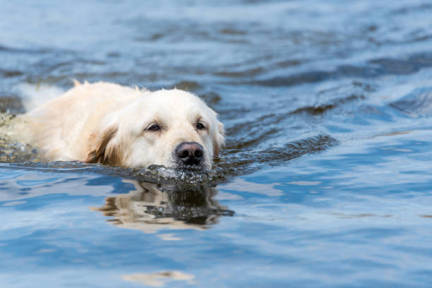 Happy golden retriever swimming in calm blue water, showcasing joy, playfulness, and outdoor adventure.