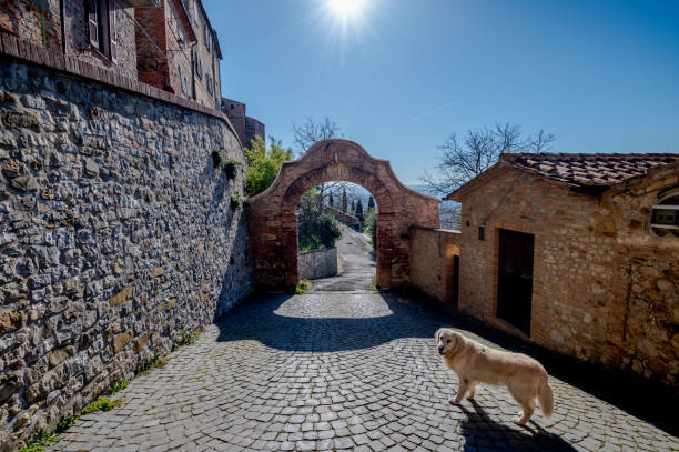 Golden retriever walking on cobblestone street through historic stone archway pathway.