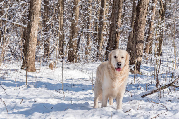 Happy golden retriever playing in snowy winter forest with trees and sunlight.