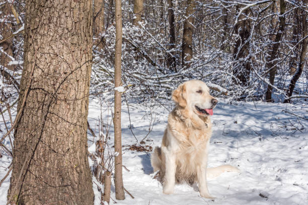 Golden retriever in snowy winter forest with bare trees and dappled sunlight.