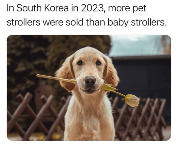 Cute golden retriever with a flower, highlighting rising pet stroller sales in South Korea 2023.