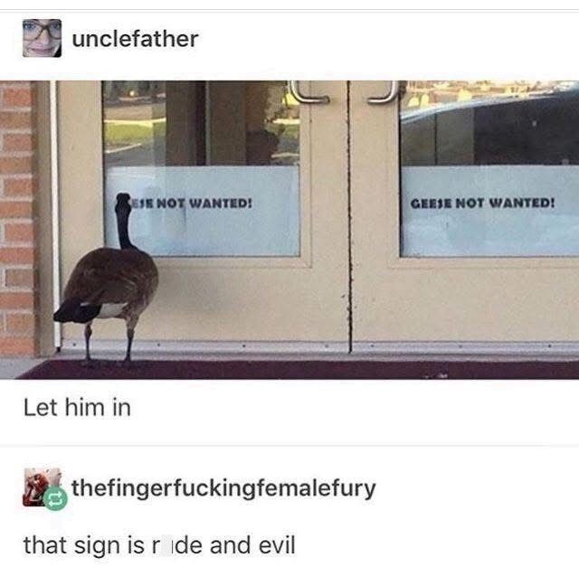 Humorous goose ignoring No Geese Allowed sign outside rustic building door.