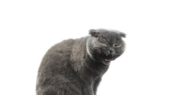 Furry gray cat showing displeasure, annoyed expression, and defensive posture against a white background.
