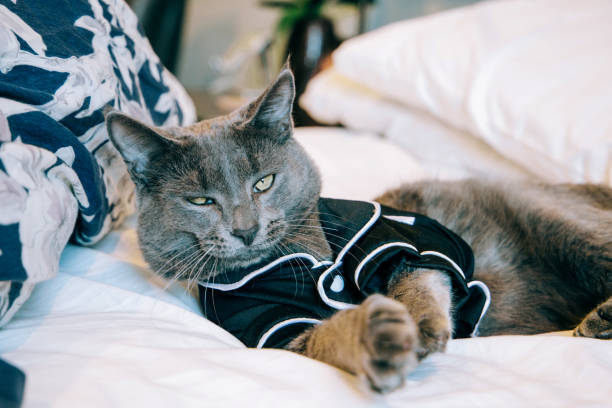 Gray cat in black pajamas relaxing on cozy white bed with pillows and soft lighting.
