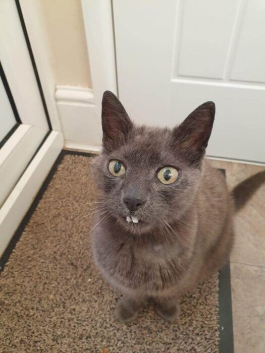 Adorable gray cat with bright yellow eyes and unique protruding teeth in cozy home setting.