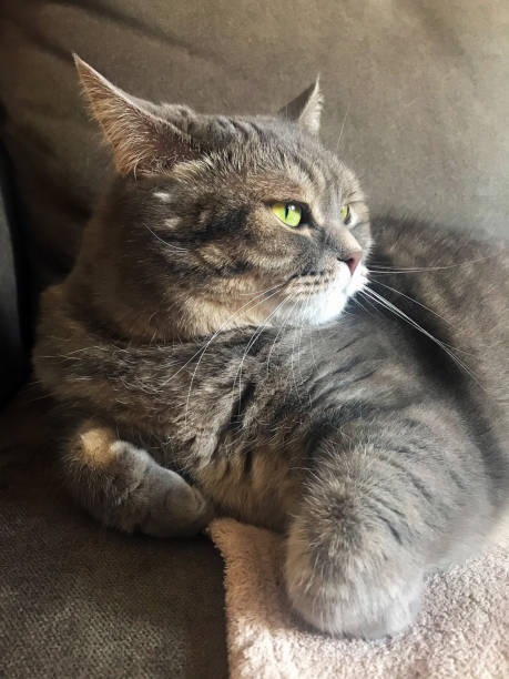 Gray striped cat relaxing comfortably on soft cozy couch with bright curious eyes.
