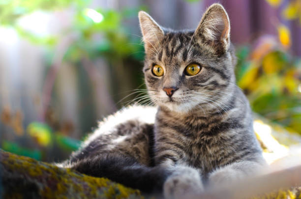 Playful gray striped tabby cat relaxing outdoors in a garden with lush greenery.
