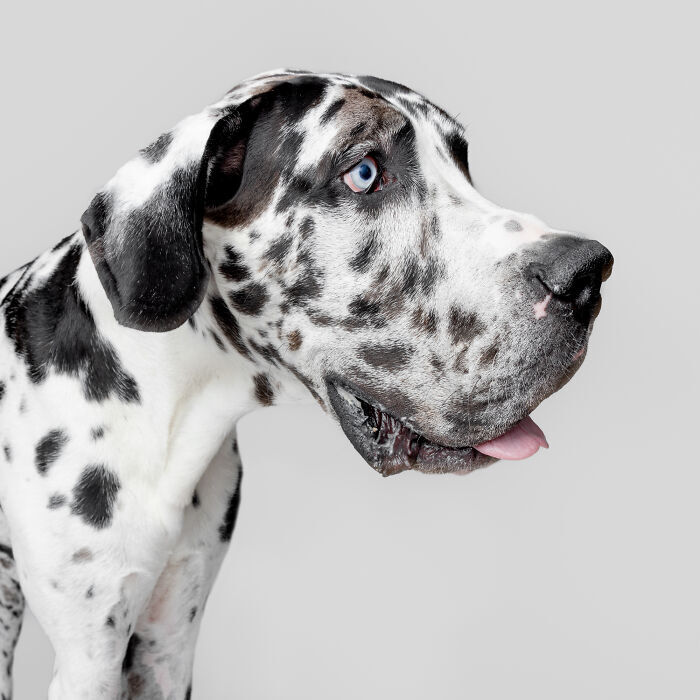 Great Dane dog with black and white spotted coat and striking blue eyes.