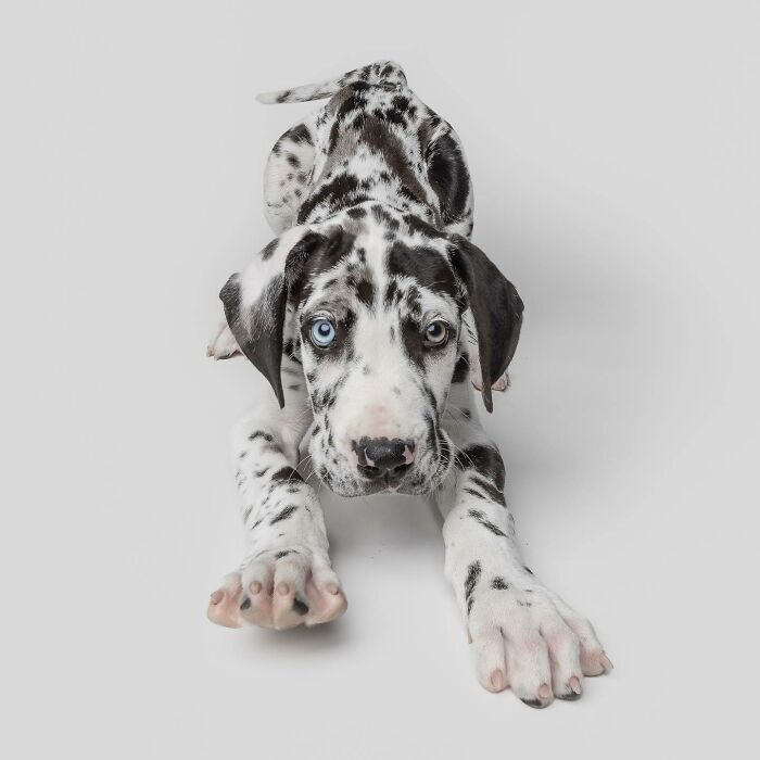 Playful Great Dane puppy with black spots and striking heterochromia, sitting against a neutral background.