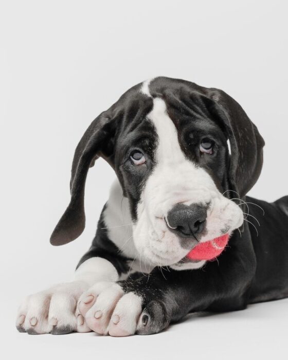 Great Dane puppy with black and white coat lying playfully on white background.