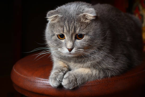 Cute Scottish Fold cat with orange eyes sitting on brown leather stool.