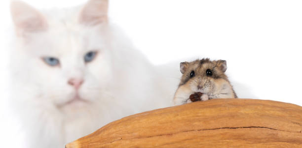 Curious hamster on wood with white cat watching, highlighting pet contrast and interaction.