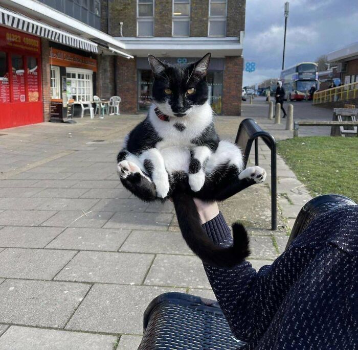 Black and white cat resting on hand in outdoor urban plaza with cafe seating.