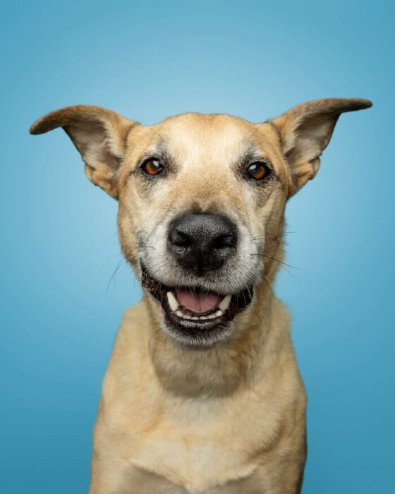 Happy beige dog smiling brightly against a soft blue background.