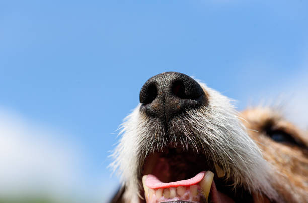 Close-up of joyful dog’s nose, mouth, and bright outdoor sky in a playful, happy pet portrait.
