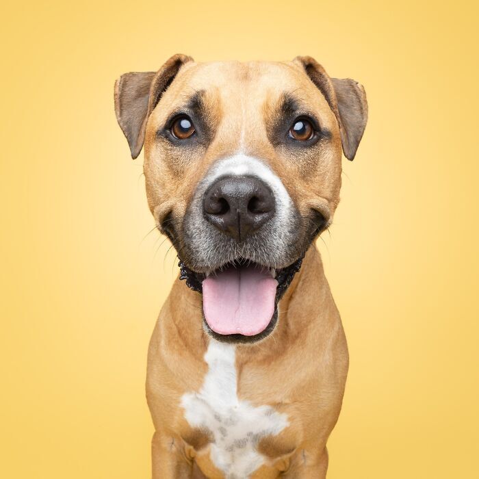 Happy tan dog with white patches, expressive eyes, and cheerful smile against yellow background.