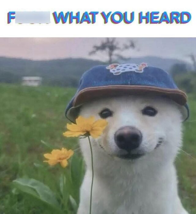 Smiling Shiba Inu dog with a blue cap and yellow flower in a peaceful green field.