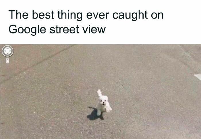 Happy fluffy dog running joyfully captured on Google Street View.
