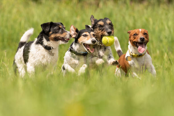 Four joyful dogs playing with a tennis ball in a lush green outdoor field.