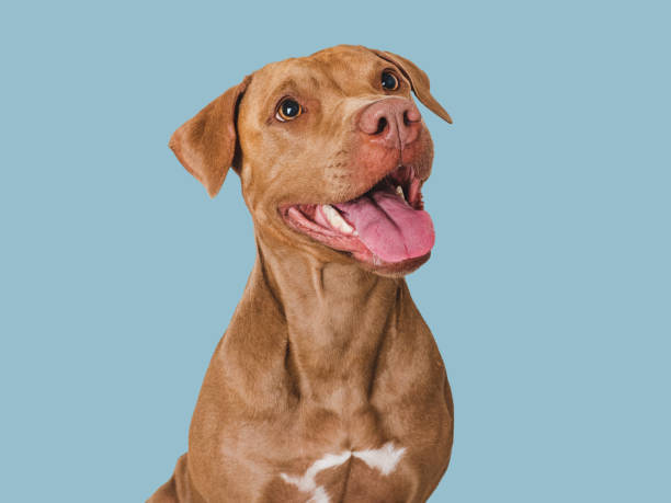 Happy brown dog with white chest, joyful expression, and friendly demeanor.