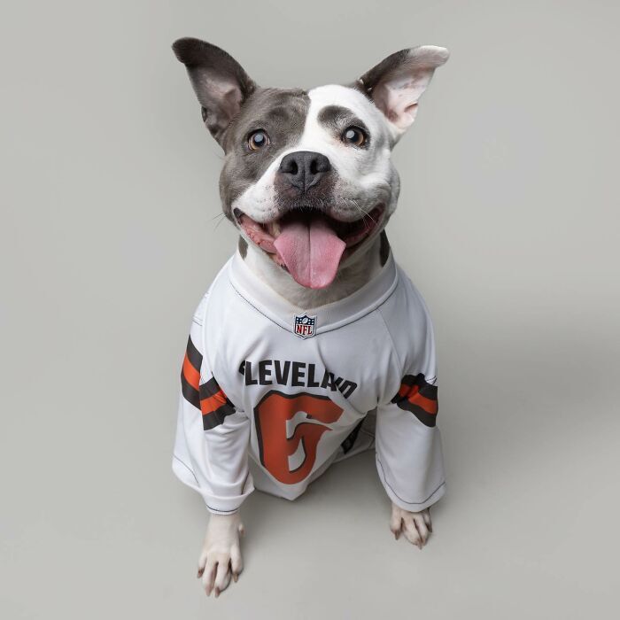 Happy dog in Cleveland Browns jersey with joyful expression and sports fan enthusiasm.