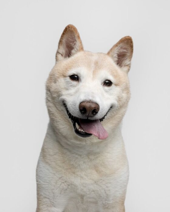 Happy Shiba Inu dog smiling with tongue out on a white background.
