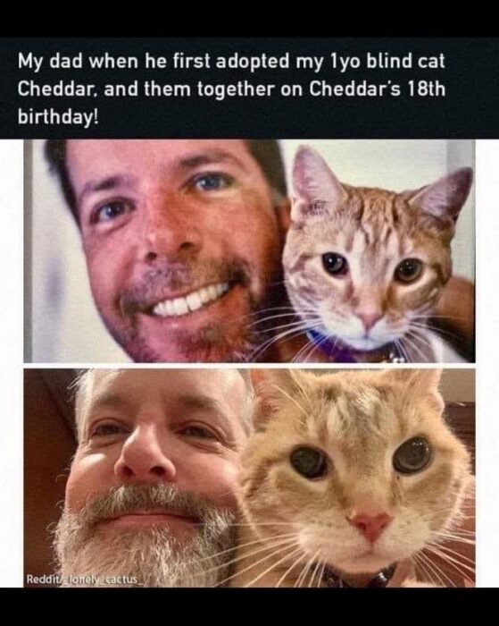 Emotional journey of 15 years with Cheddar, a beloved rescue cat and loyal companion.