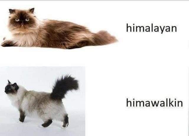 Funny Himalayan cat humor with relaxed and active cats showcasing breed and playful puns.