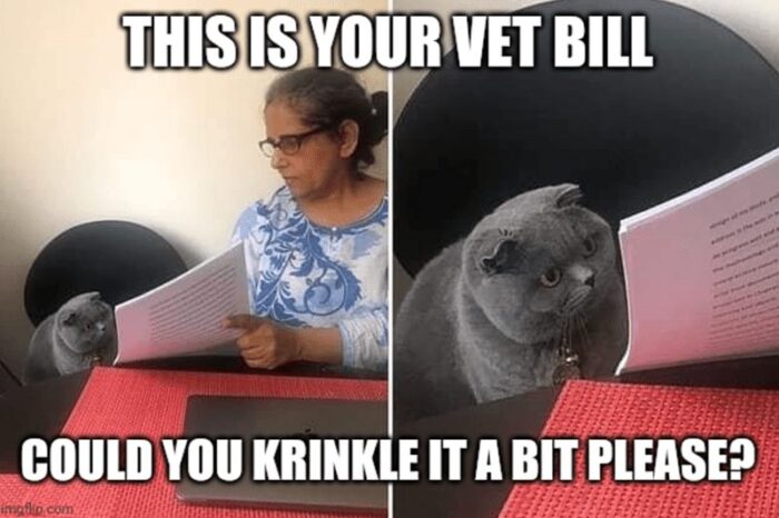 Humorous cat requests to crinkle vet bill from worried owner during pet healthcare expenses.